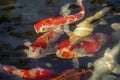 Beautiful red black white and orange colorful Koi fish in the water canal Royalty Free Stock Photo