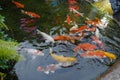 Beautiful red black white and orange colorful Koi fish in the water canal. Koi fish or carp fish swimming in the pond Royalty Free Stock Photo