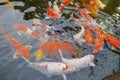 Beautiful red black white and orange colorful Koi fish in the water canal. Koi fish or carp fish swimming in the pond Royalty Free Stock Photo