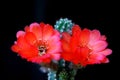 Beautiful red blooming cactus flowers