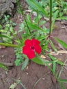 Beautiful Red blooming flower closup view