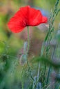 Beautiful red blooming poppy flower on green natural background. A vertical close-up view Royalty Free Stock Photo