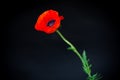 Beautiful red blooming poppy flower isolated on black Royalty Free Stock Photo