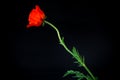 Beautiful red blooming poppy flower isolated on black Royalty Free Stock Photo