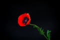 Beautiful red blooming poppy flower isolated on black Royalty Free Stock Photo