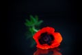 Beautiful red blooming poppy flower isolated on black Royalty Free Stock Photo