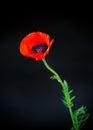 Beautiful red blooming poppy flower isolated on black Royalty Free Stock Photo