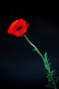 Beautiful red blooming poppy flower isolated on black Royalty Free Stock Photo