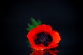 Beautiful red blooming poppy flower isolated on black Royalty Free Stock Photo