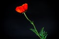 Beautiful red blooming poppy flower isolated on black Royalty Free Stock Photo