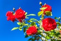 Beautiful red blooming rose flower bush on clear blue sky background. Close up nature background Royalty Free Stock Photo