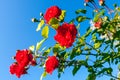 Beautiful red blooming rose flower bush on clear blue sky background. Close up nature background Royalty Free Stock Photo