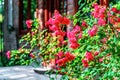 Beautiful red blooming rose flower bush in home garden at countryside at summer. Decorations and gardening Royalty Free Stock Photo