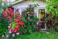 Beautiful red blooming rose flower bush in home garden at countryside at summer. Decorations and gardening Royalty Free Stock Photo