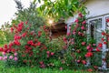Beautiful red blooming rose flower bush in home garden at countryside at summer morning sunrise Royalty Free Stock Photo