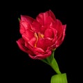 Beautiful red blooming tulip with green stem and leaves isolated on black background. Close-up studio shot. Royalty Free Stock Photo