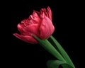 Beautiful red blooming tulip with green stem and leaves isolated on black background. Close-up studio shot. Royalty Free Stock Photo