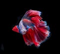 Beautiful red and blue siamese fighting fish, betta fish isolated on Black background.Crown tail Betta in Thailand Royalty Free Stock Photo