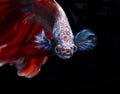 Beautiful red and blue siamese fighting fish, betta fish isolated on Black background.Crown tail Betta in Thailand Royalty Free Stock Photo