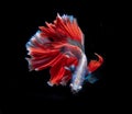 Beautiful red and blue siamese fighting fish, betta fish isolated on Black background.Crown tail Betta in Thailand Royalty Free Stock Photo