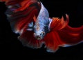Beautiful red and blue siamese fighting fish, betta fish isolated on Black background.Crown tail Betta in Thailand Royalty Free Stock Photo