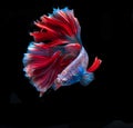 Beautiful red and blue siamese fighting fish, betta fish isolated on Black background.Crown tail Betta in Thailand Royalty Free Stock Photo