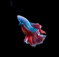 Beautiful red and blue siamese fighting fish, betta fish isolated on Black background.Crown tail Betta in Thailand Royalty Free Stock Photo