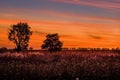 A beautiful red-blue sunset over lonely trees. Royalty Free Stock Photo