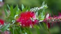 Beautiful red Bottlebrush flowers with green leaves and bumblebee.