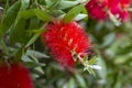 Beautiful red Bottlebrush flowers with green leaves and stamens