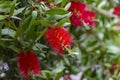 Beautiful red Bottlebrush flowers with green leaves and stamens