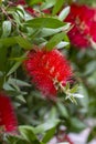 Beautiful red Bottlebrush flowers with green leaves and stamens close up.