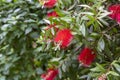 Beautiful red Bottlebrush flowers with green leaves and stamens close up.