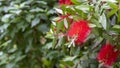 Beautiful red Bottlebrush flowers with green leaves and stamens