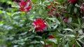 Beautiful red Bottlebrush flowers with green leaves and stamens