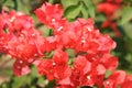 Beautiful red bougainvillea blooming, Bright red bougainvillea flowers as a floral background, Close-up red flowers,Sunlight Royalty Free Stock Photo