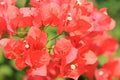 Beautiful red bougainvillea blooming, Bright red bougainvillea flowers as a floral background, Close-up red flowers,Sunlight Royalty Free Stock Photo