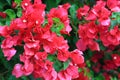 Beautiful red bougainvillea flower with branch and leaf blooming,Close-up red bougainvillea flowers as a floral background and Royalty Free Stock Photo