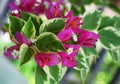 Beautiful red bougainvillea flower close up Royalty Free Stock Photo