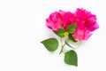 Beautiful red bougainvillea flower with leaves on white background Royalty Free Stock Photo