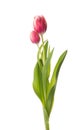 Beautiful bouquet tulip on a white background