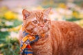Beautiful Red british Cat with Yellow Eyes n a blue scarf Outdoor. Autumn cat in yellow leaves. Royalty Free Stock Photo