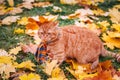 Beautiful Red british Cat with Yellow Eyes n a blue scarf Outdoor. Autumn cat in yellow leaves. Royalty Free Stock Photo