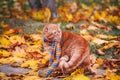 Beautiful Red british Cat with Yellow Eyes n a blue scarf Outdoor. Autumn cat in yellow leaves. Royalty Free Stock Photo