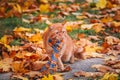 Beautiful Red british Cat with Yellow Eyes n a blue scarf Outdoor. Autumn cat in yellow leaves. Royalty Free Stock Photo