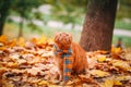 Beautiful Red british Cat with Yellow Eyes n a blue scarf Outdoor. Autumn cat in yellow leaves. Royalty Free Stock Photo