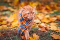 Beautiful Red british Cat with Yellow Eyes n a blue scarf Outdoor. Autumn cat in yellow leaves. Royalty Free Stock Photo