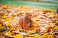 Beautiful Red british Cat with Yellow Eyes n a blue scarf Outdoor. Autumn cat in yellow leaves. Royalty Free Stock Photo