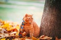 Beautiful Red british Cat with Yellow Eyes n a blue scarf Outdoor. Autumn cat in yellow leaves. Royalty Free Stock Photo