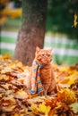 Beautiful Red british Cat with Yellow Eyes n a blue scarf Outdoor. Autumn cat in yellow leaves. Royalty Free Stock Photo